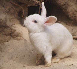 Weißes Kurzhaar-Kaninchen